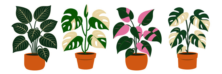Vector fancy botanical illustrations of philodendron Birkin, philodendron Pink Princess, monstera Albo, and monstera Variegata. Popular and rare potted houseplants for print poster © Ron Dale