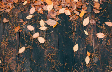 Autumn Leaves and Pine Needles on Wood Autumn background. Yellow leaf of trees. Wooden boards.