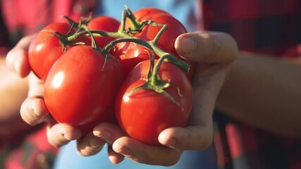 Person holding a bunch of tomatoes. Hands harvesting fresh tomatoes from a farm. Organic produce and vegetables in a gardener. An individual lifestyle carrying a cluster of tomatoes. - Powered by Adobe