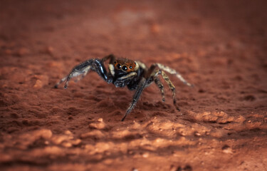Jumping spider walking on red surface