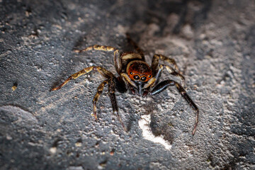 Jumping spider standing on a rough surface