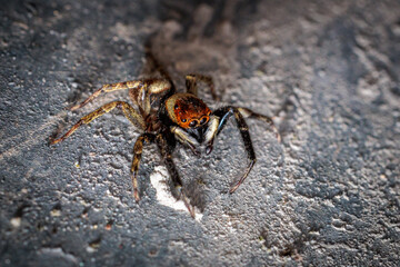 Jumping spider crawling on concrete surface
