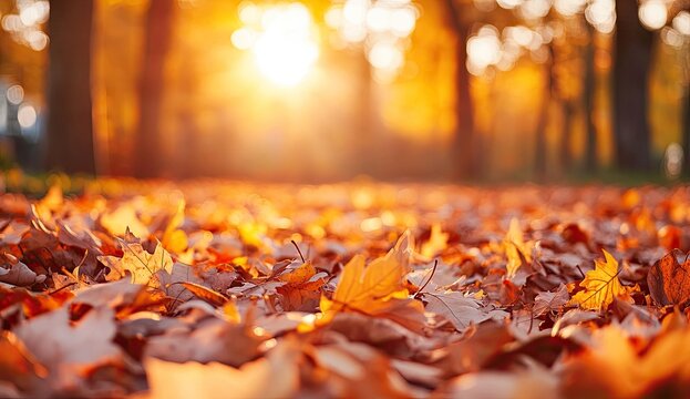Autumn leaves on a forest floor bathed in golden sunlight
