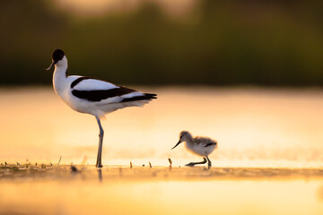 Pied Avocet, Recurvirostra avosetta, parent and chick