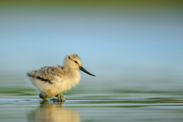 Pied Avocet Recurvirostra avosetta wader bird chick