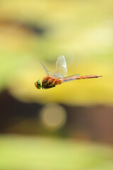 Green-eyed hawker Aeshna isoceles in flight hunting