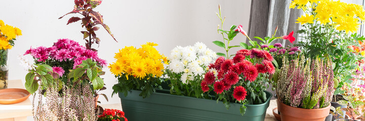 Planting chrysanthemums, heather, and other fall flowers in pots adds natural beauty and color to...