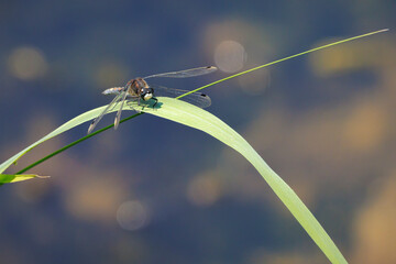 Male leucorrhinia pectoralis, Yellow-spotted Whiteface or Large White-faced Darter resting closeup