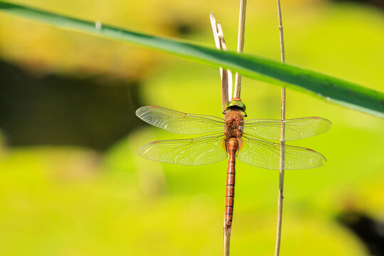 Green-eyed hawker Aeshna isoceles resting in sunlight