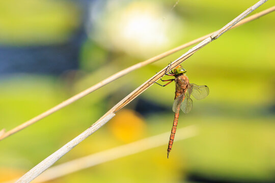 Green-eyed hawker Aeshna isoceles