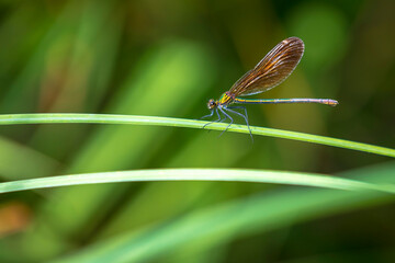 beautiful demoiselle Calopteryx virgo dragonfly resting
