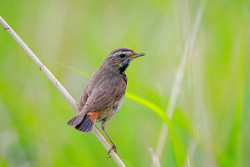 Closeup of a blue-throat bird Luscinia svecica cyanecula singing