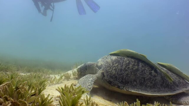 Observe a large sea turtle at rest in the Red Sea during the day. Several remoras are attached to the turtle's shell. A scuba diver is also present near the surface.