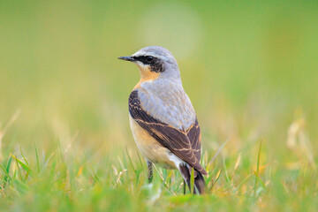 Northern wheatear male bird, Oenanthe oenanthe, foraging in grass