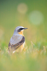 Obraz premium Northern wheatear male bird, Oenanthe oenanthe, foraging in grass