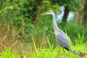 Grey heron, Ardea cinerea, hunting in a forest