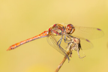 Common Darter, Sympetrum striolatum, male resting