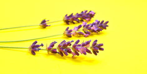 Lavandula is a perennial flowering plant in the sage family