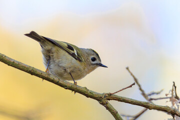 Goldcrest bird, Regulus regulus, foraging through branches of trees and bush