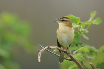 Sedge Warbler, Acrocephalus schoenobaenus, singing