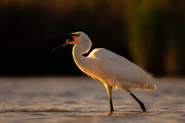 Little Egret, Egretta garzetta, fishing