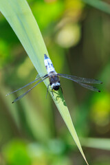 Scarce chaser blue colored male, Libellula fulva, resting on vegetation