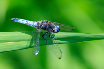 Scarce chaser blue colored male, Libellula fulva, resting on vegetation