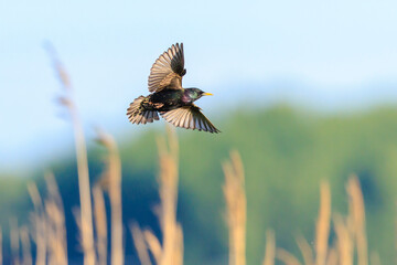 A flock of common starling birds Sturnus vulgaris migration in flight