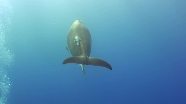 Observe a dugong gently moving through the clear waters of the Red Sea. Small fish accompany the mammal, seemingly engaged in a cleaning symbiosis, removing algae and parasites.