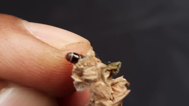 Macro footage of bagworm caterpillar on a finger