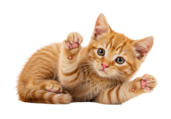 Isolated Ginger Kitten Pawing Playfully at the Viewer