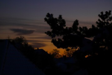Kiefer vor spätabendlichem Sonnenuntergang