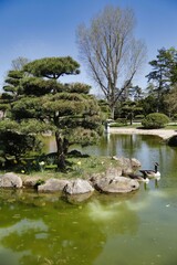 Düsseldorf, Teich im Japan-Garten