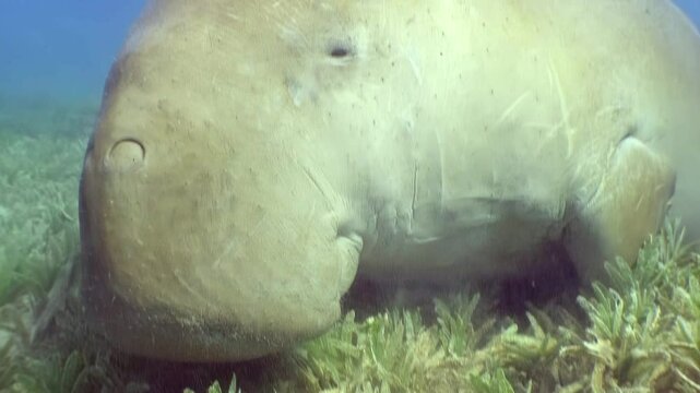 A dugong quietly grazes on seagrass in the clear turquoise waters of the Red Sea. This incredible marine mammal feasts in its natural habitat.