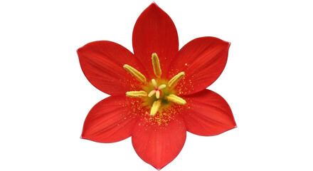 Isolated Red Flower