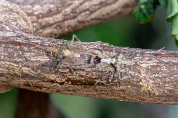 Bromocoris souefi - mating stink bugs on tree bark