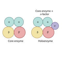 RNA Polymerase Core Enzyme and Holoenzyme Vector Illustration Sigma Factor Binding Transcription Initiation and Elongation EPS Format White Background

