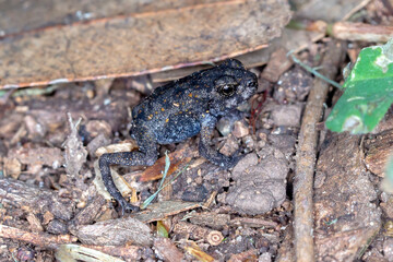 Cane Toad (Rhinella marina) - freshly metamorphosed toadlet on forest floor