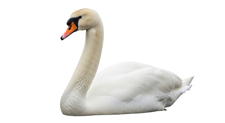 Isolated Swan