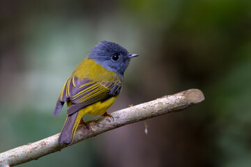 grey-headed canary-flycatcher or Culicicapa ceylonensis Karimganj, Assam, India