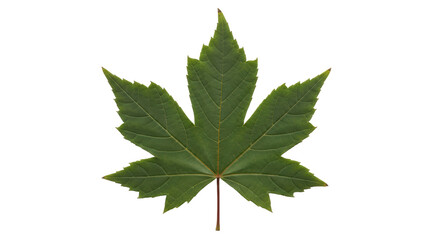 Isolated Green Maple Leaf