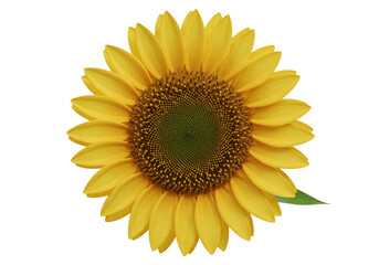 Fototapeta premium Isolated Vibrant Yellow Sunflower Blossom