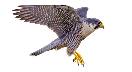 Isolated falcon