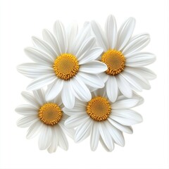 Fototapeta premium Three white daisy flower daisies flowers background.
