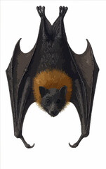 Pteropus rodricensis