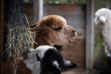 face alpaca lama cute fence farm