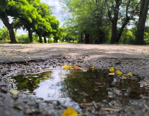 puddle on the asphalt in the park. spring in the park