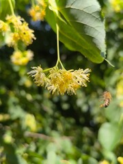 yellow linden inflorescence, flowering tree