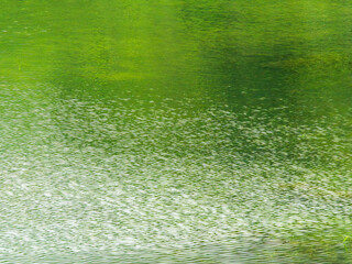 湖水に森の緑が映る02