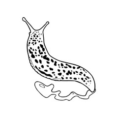 leopard slug vector illustration